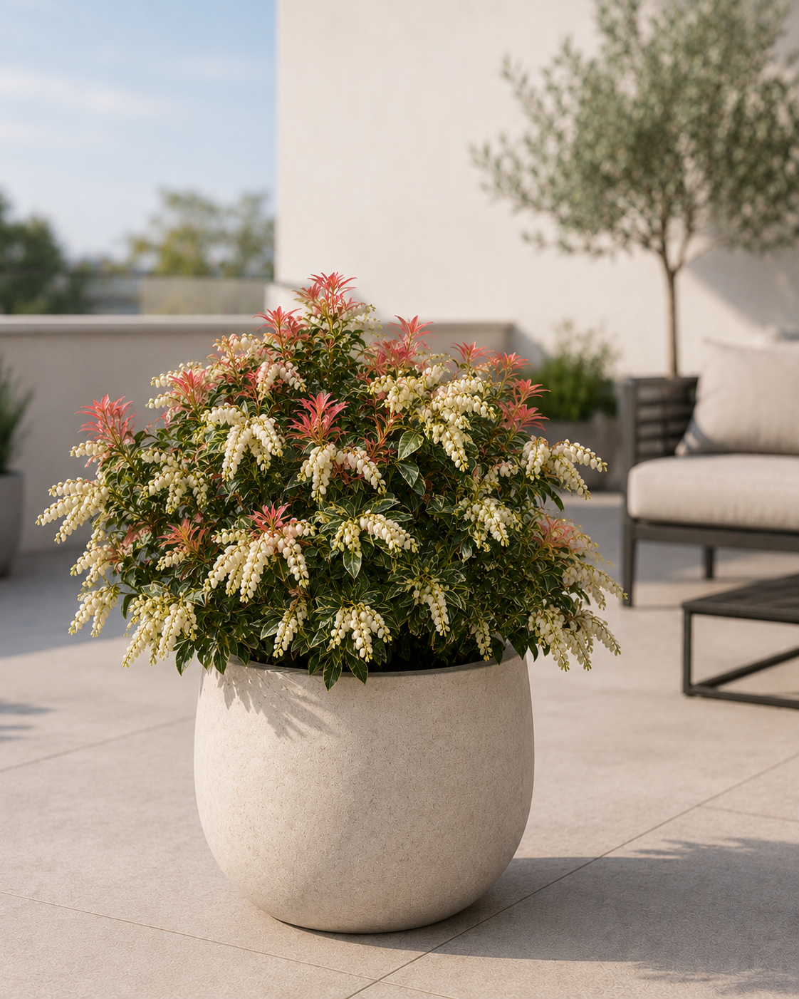 Pieris japonica