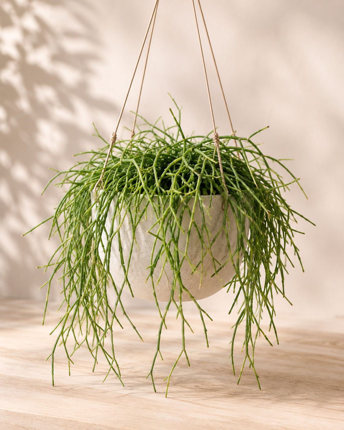 Rhipsalis