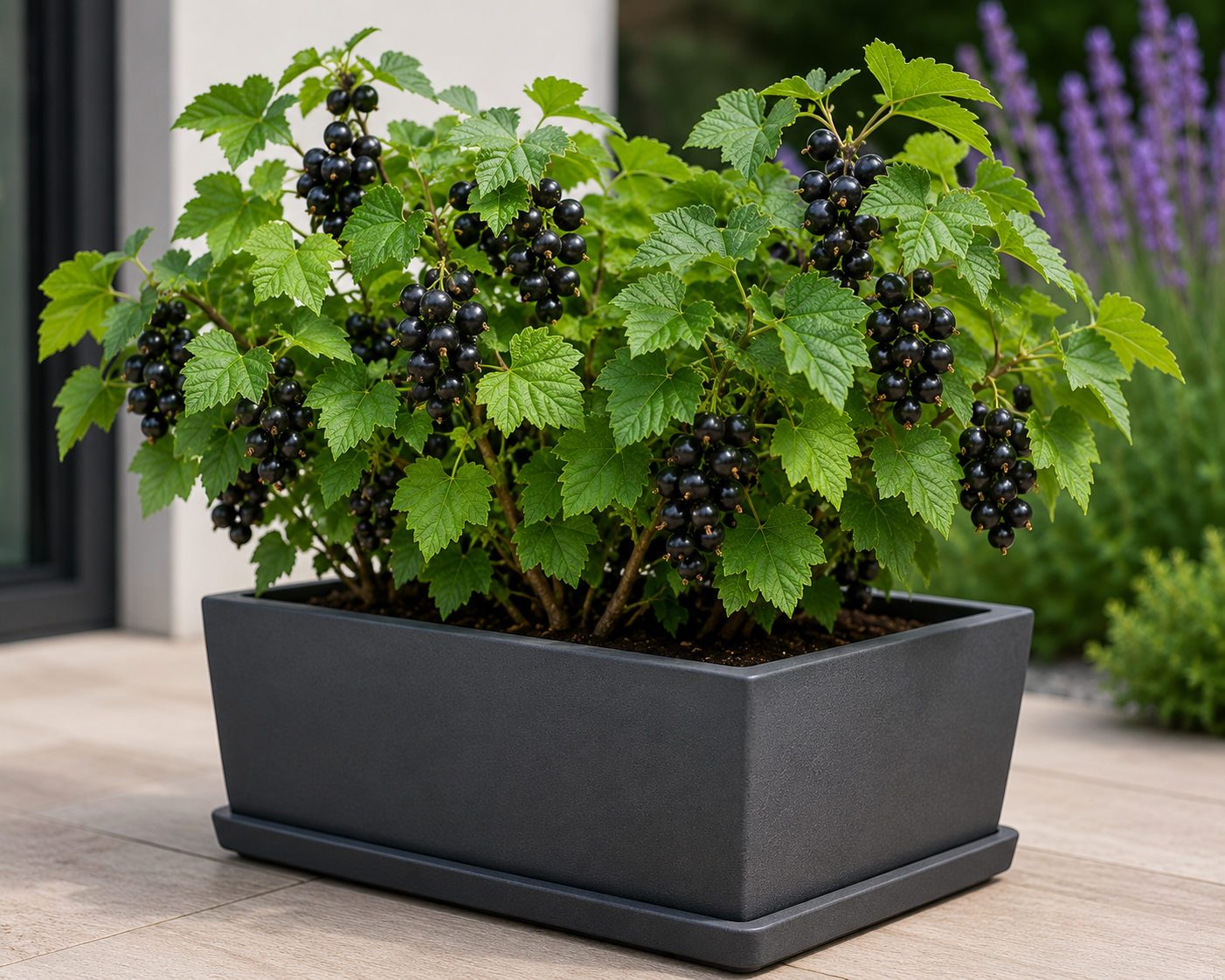Ribes nero