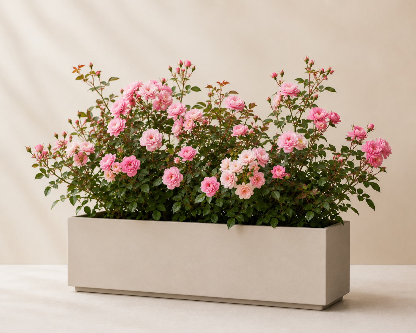 Rosa paesaggistica