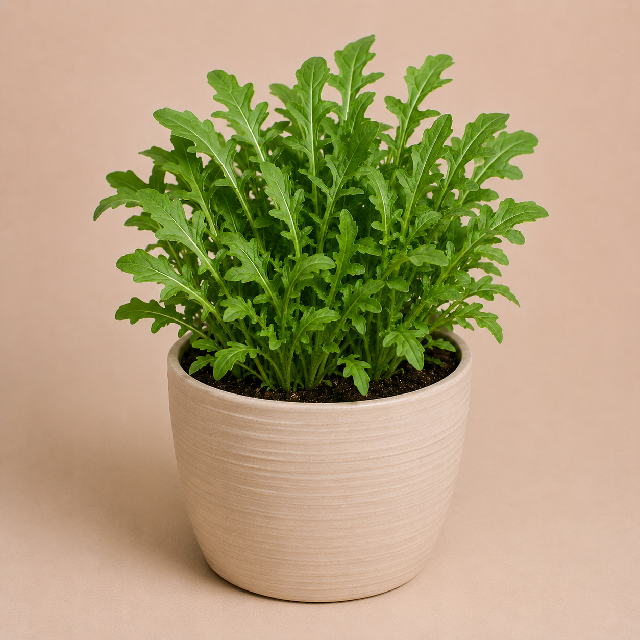 Rucola