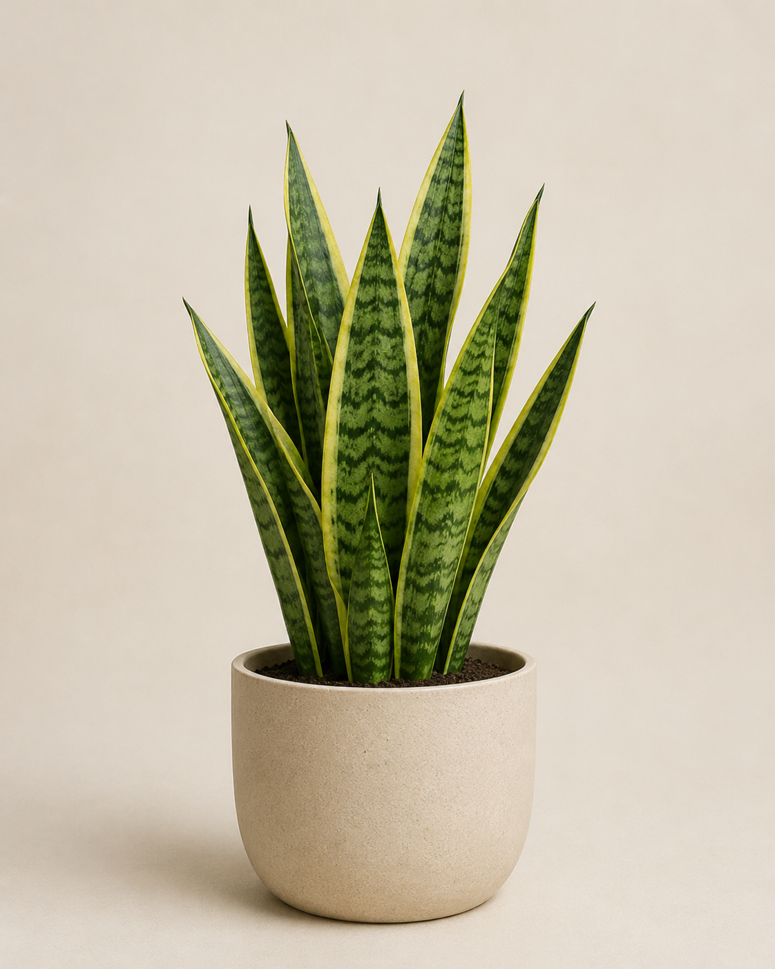 Sansevieria