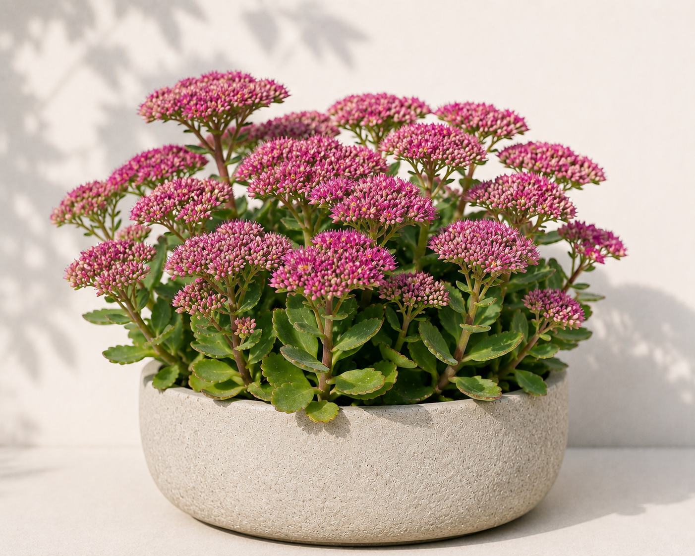 Sedum telephium