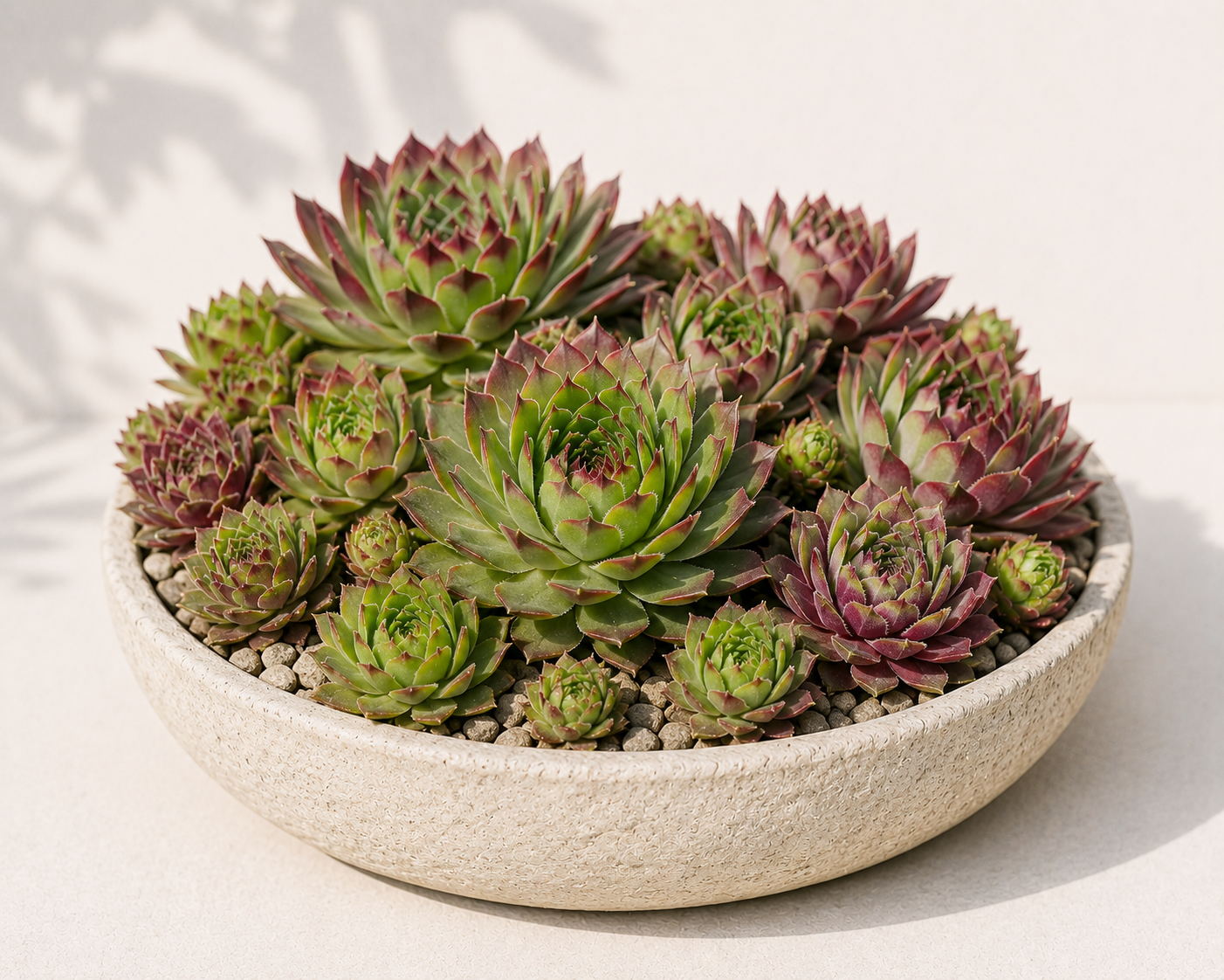 Sempervivum