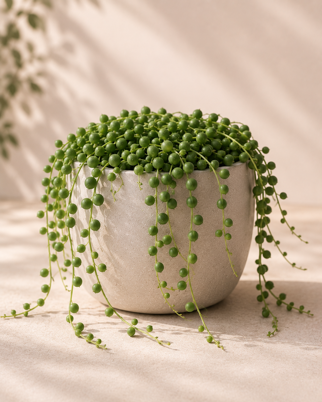 Senecio rowleyanus