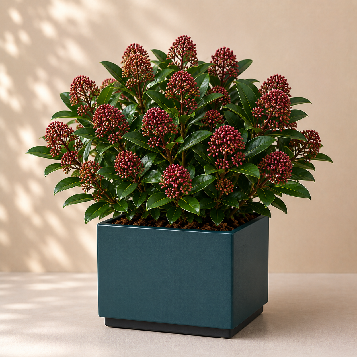 Skimmia