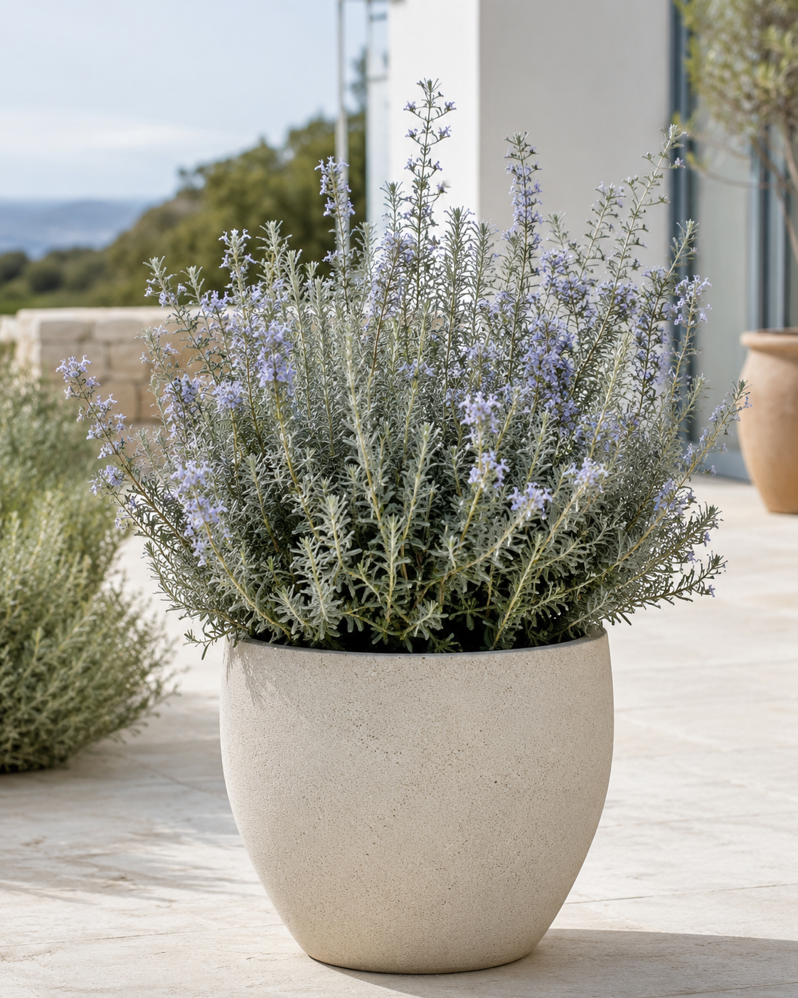 Teucrium fruticans
