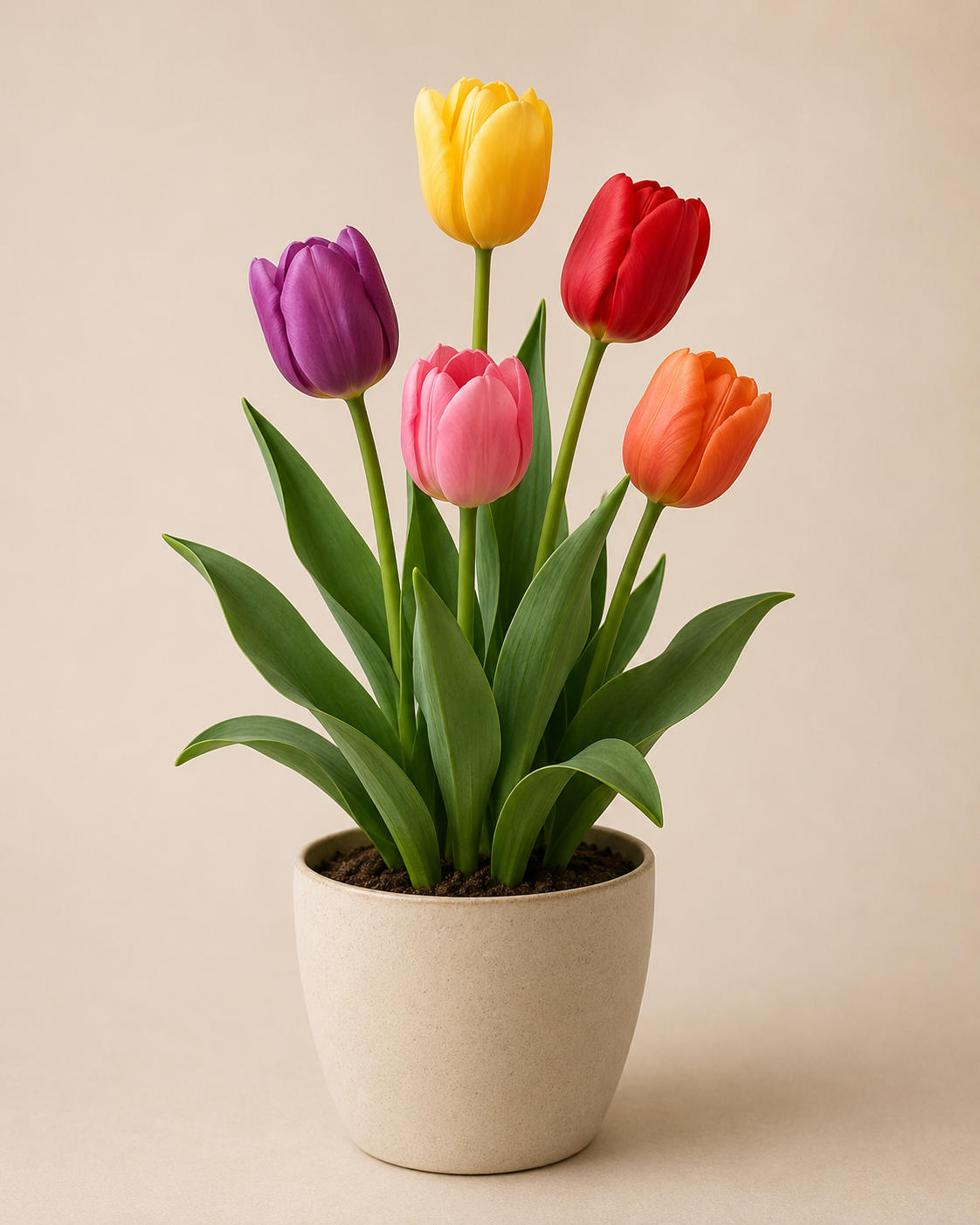 Tulipano