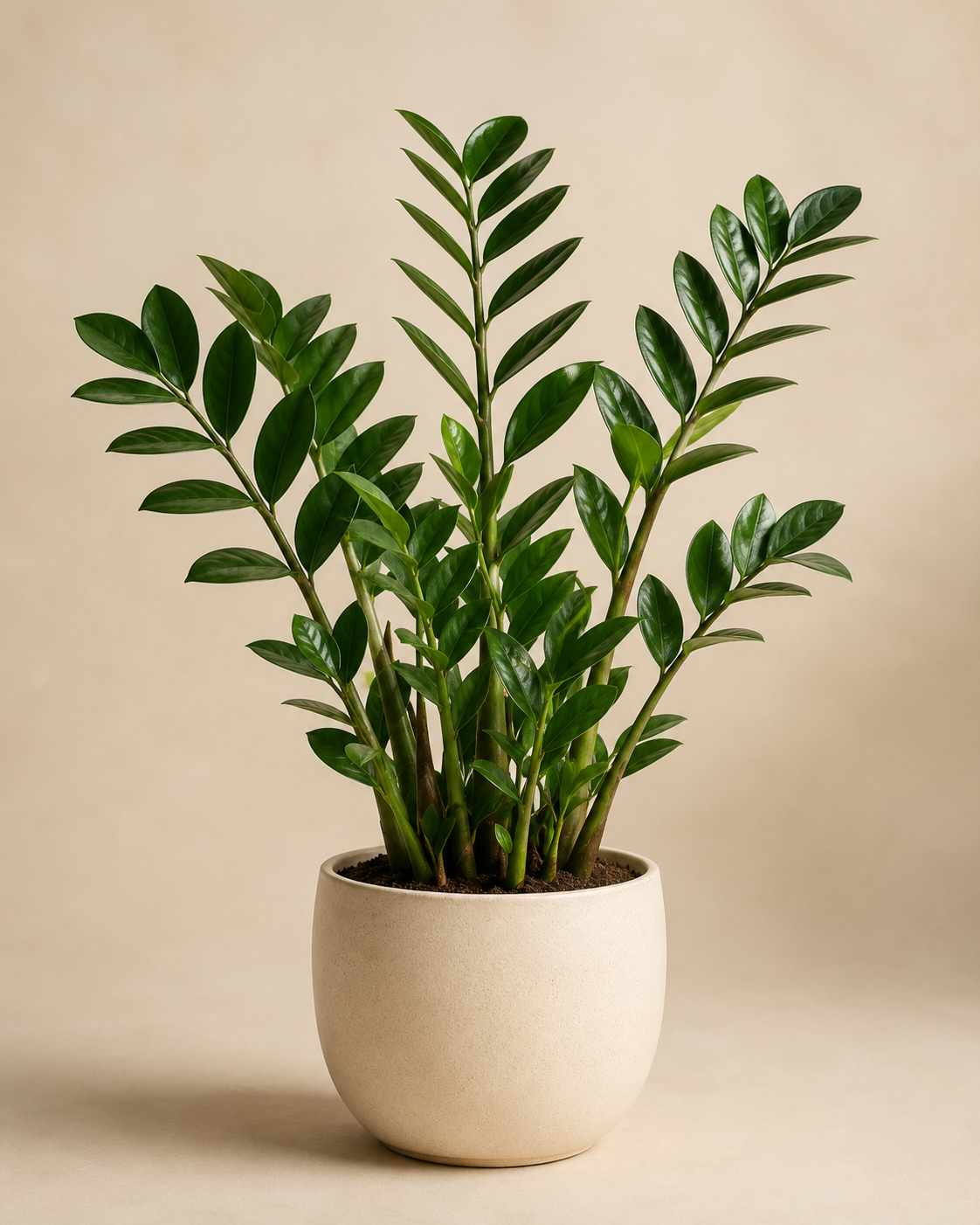 Zamioculcas