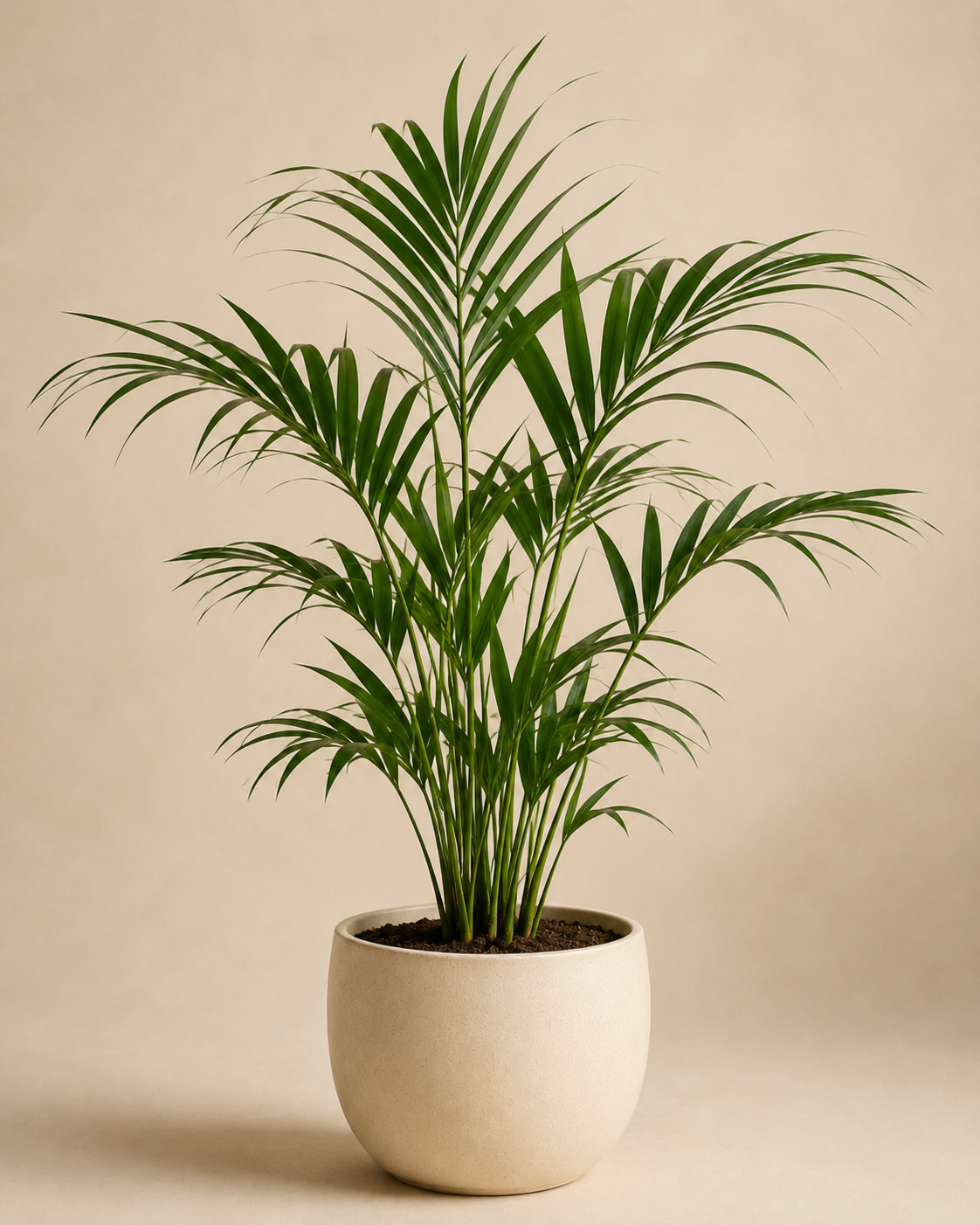Aspidistra