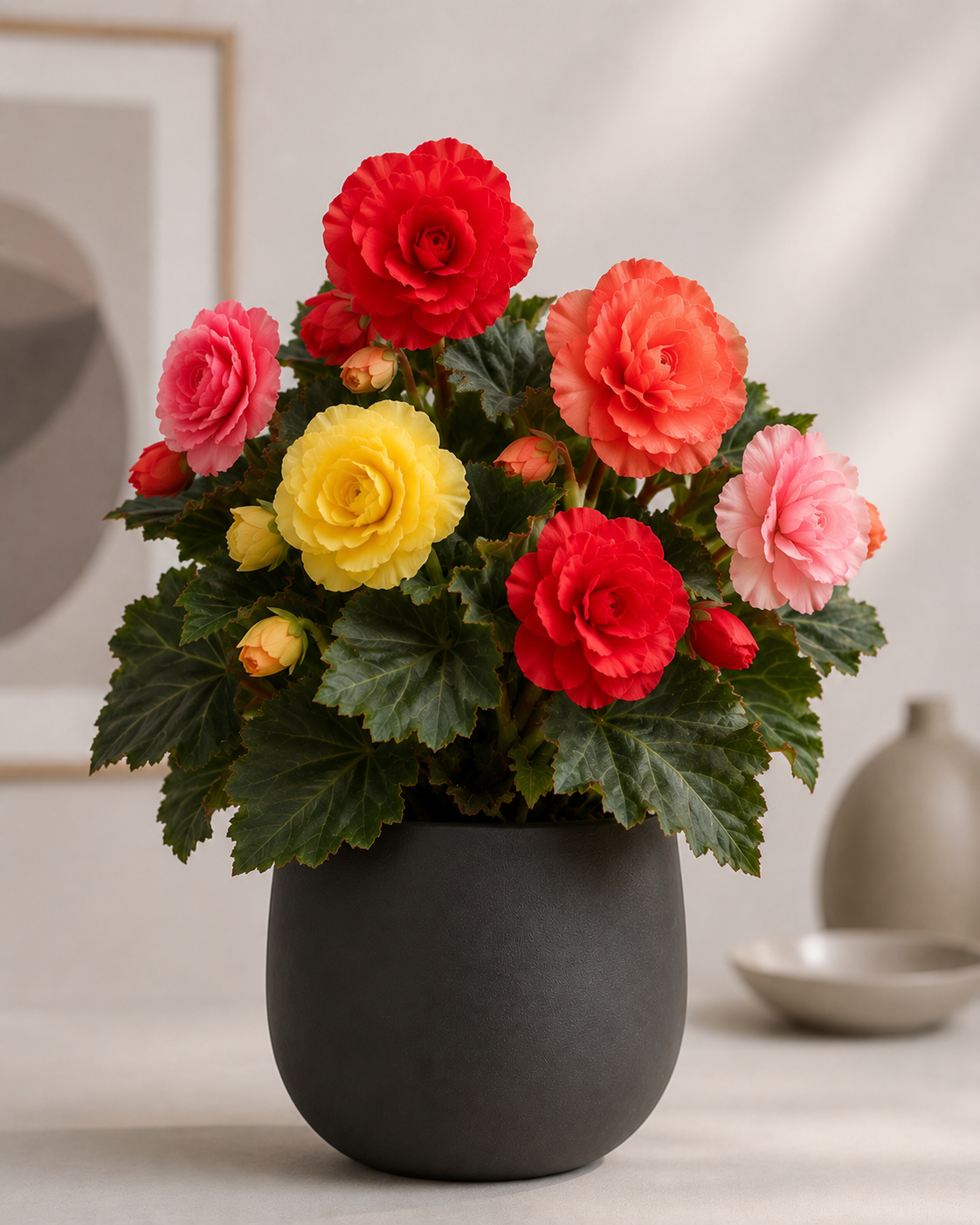 Begonia tuberosa