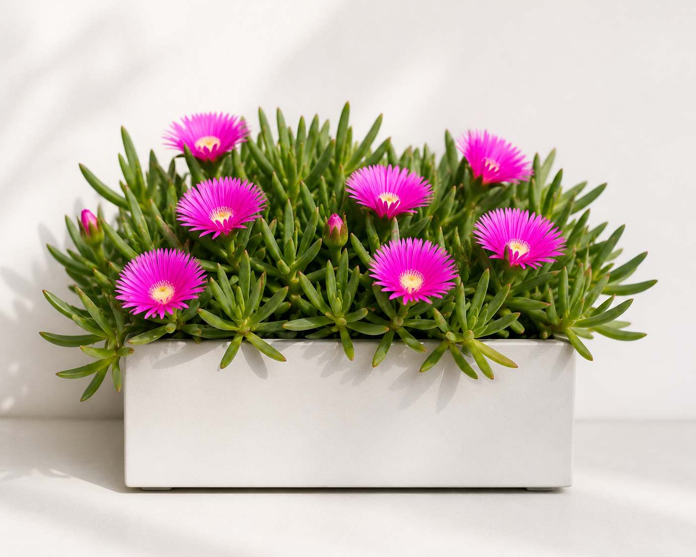 Carpobrotus