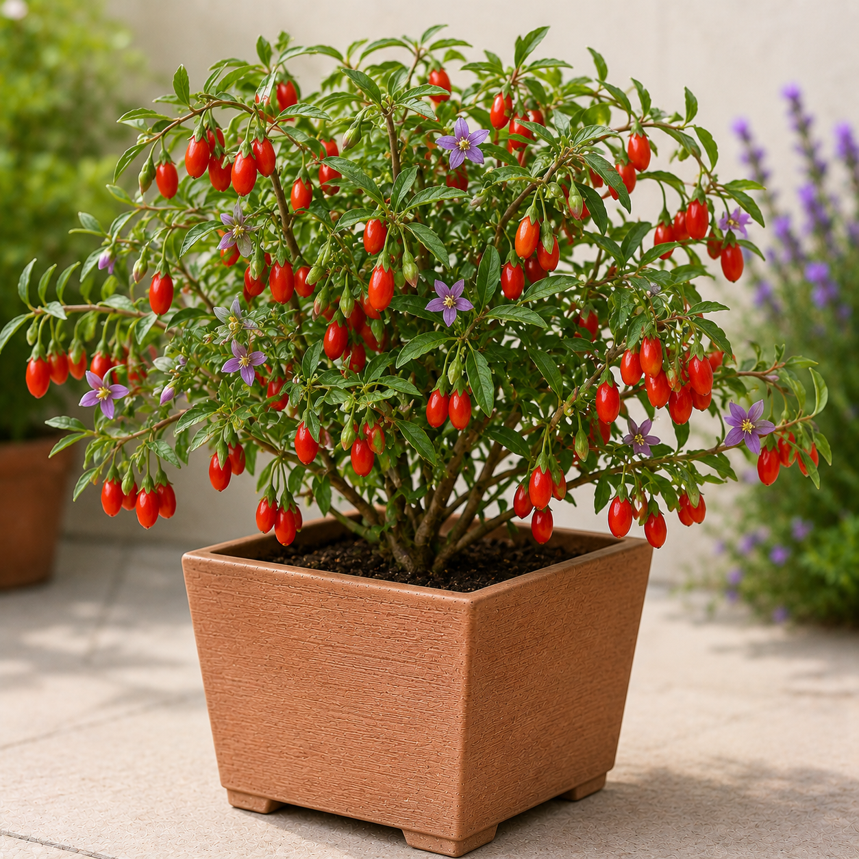 Goji