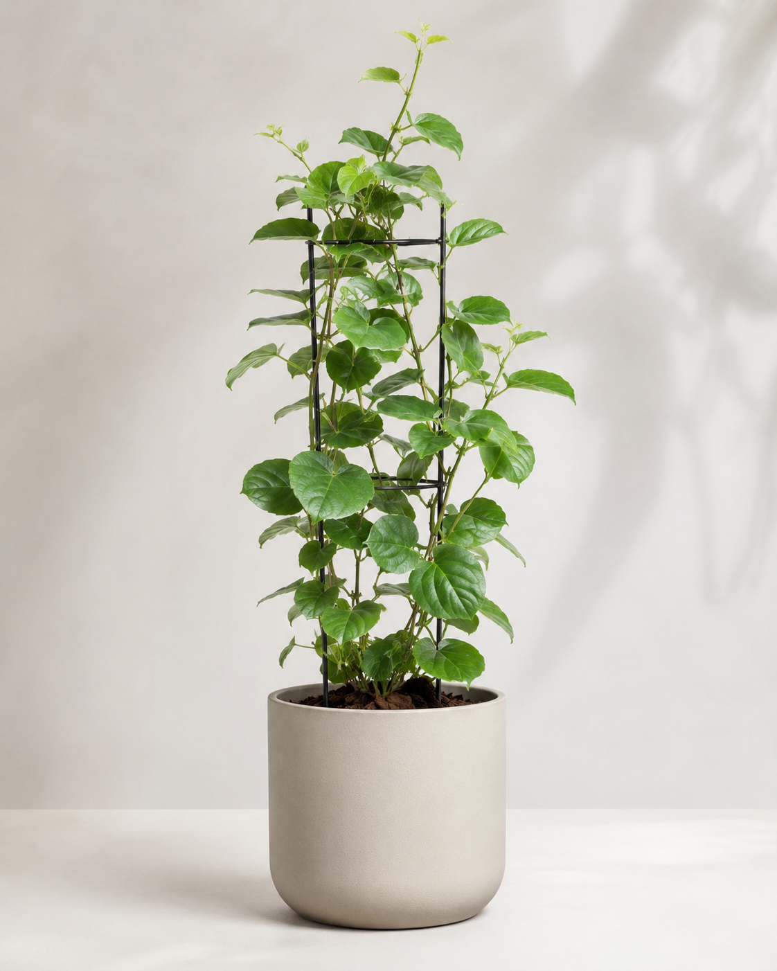 Kiwi arguta