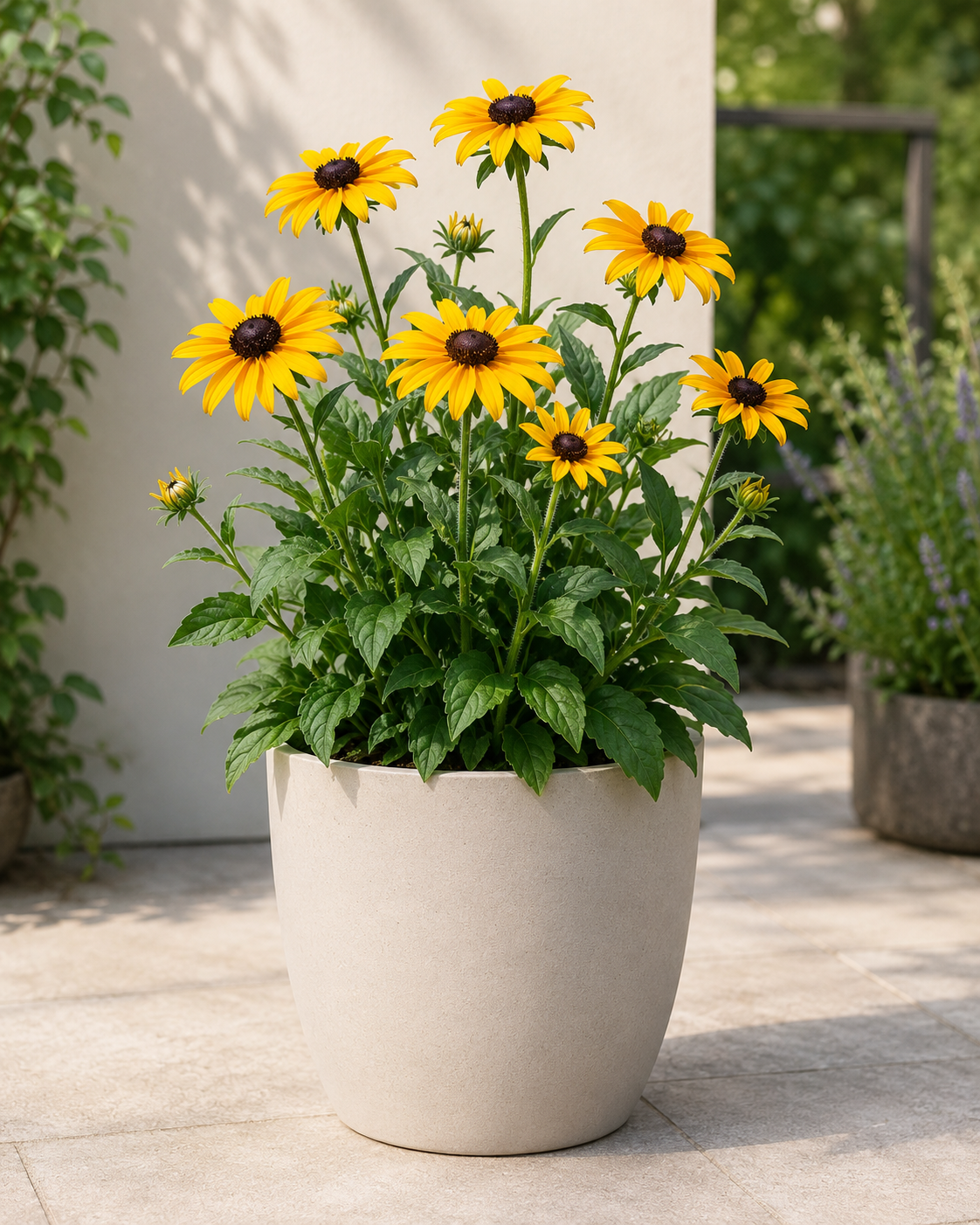 Rudbeckia