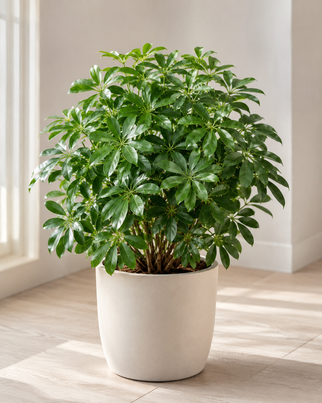 Schefflera arboricola